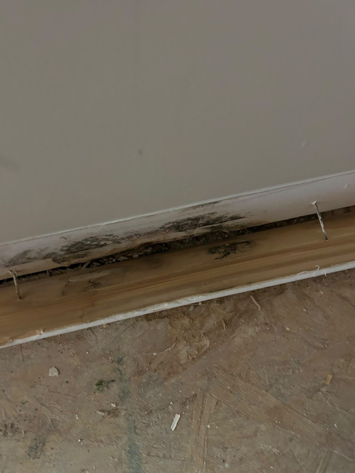 Mold along the bottom of a wall after a leak, with the baseboard removed
